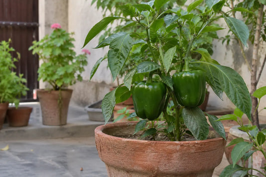 Green shimla mirch growing on a bell pepper plant in a terracotta pot