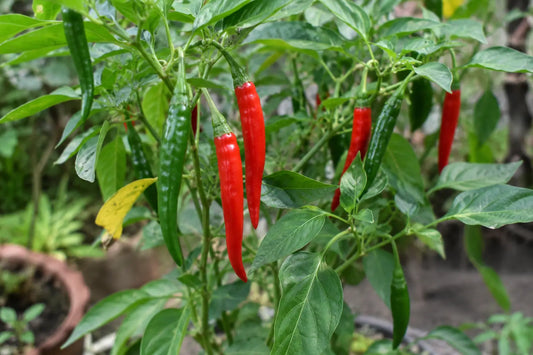 Long chillies changing from green to red on a garden plant