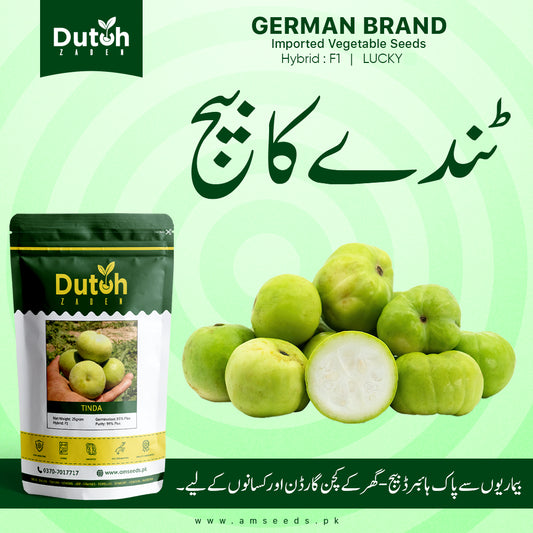 Apple Gourd (LUCKY Hybrid F1) - Tinda - ٹنڈا - Light Green & Tender