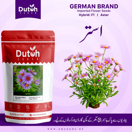 Aster Flower Seeds F1 Hybrid Flower Seeds