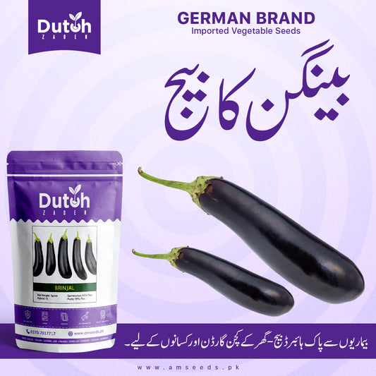 Brinjal Seeds - 1422 Variety - بینگن کے بیج - Baingan Ke Beej - Hybrid F1 - Home Gardening