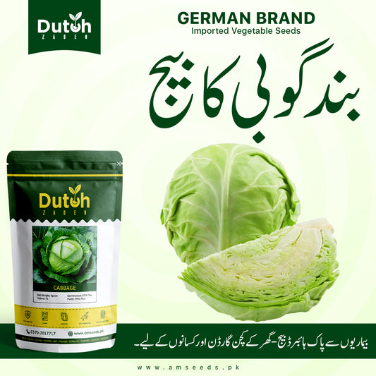 Cabbage Seeds - EVER GREEN Variety - بند گوبھی کے بیج - Band Gobi Ke Beej - Hybrid F1 - Home Gardening