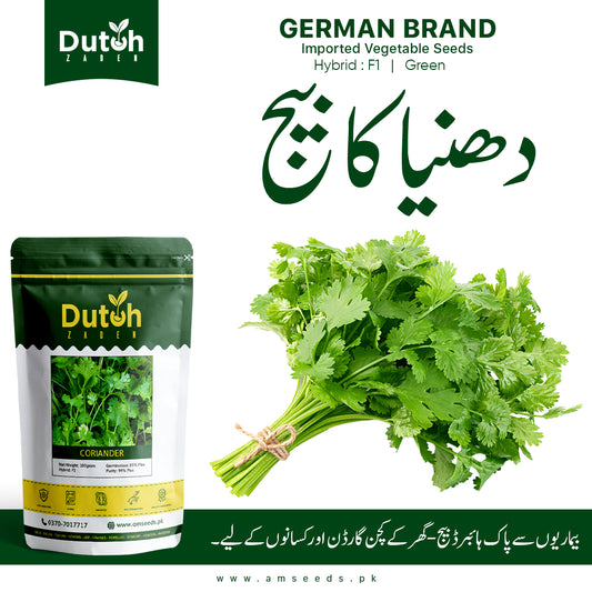 Coriander Green (Hybrid F1) - Sabz Dhania - سبز دھنیا - Fresh & Aromatic