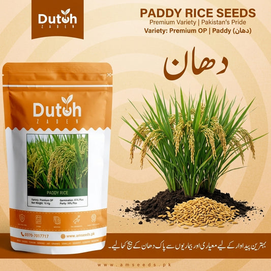 Paddy Rice Seeds Pakistan – دھان کے بیج