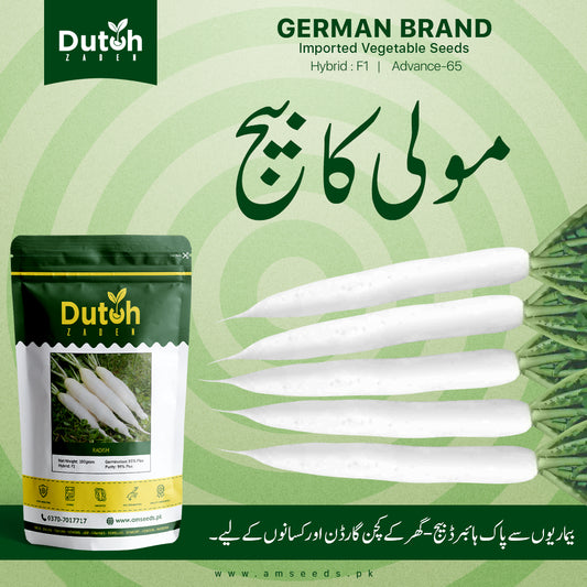 Radish (Advance 65 Hybrid F1) - Mooli - مولی - Pure White & Crisp