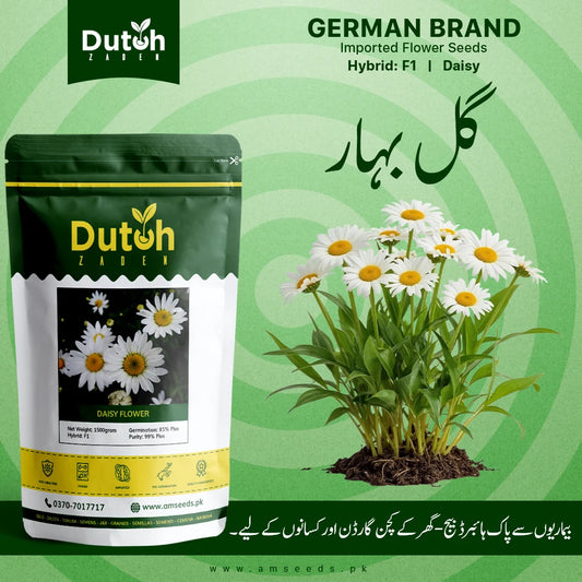 Dutch Zaden Daisy flower seed pack with white flowers and yellow centres