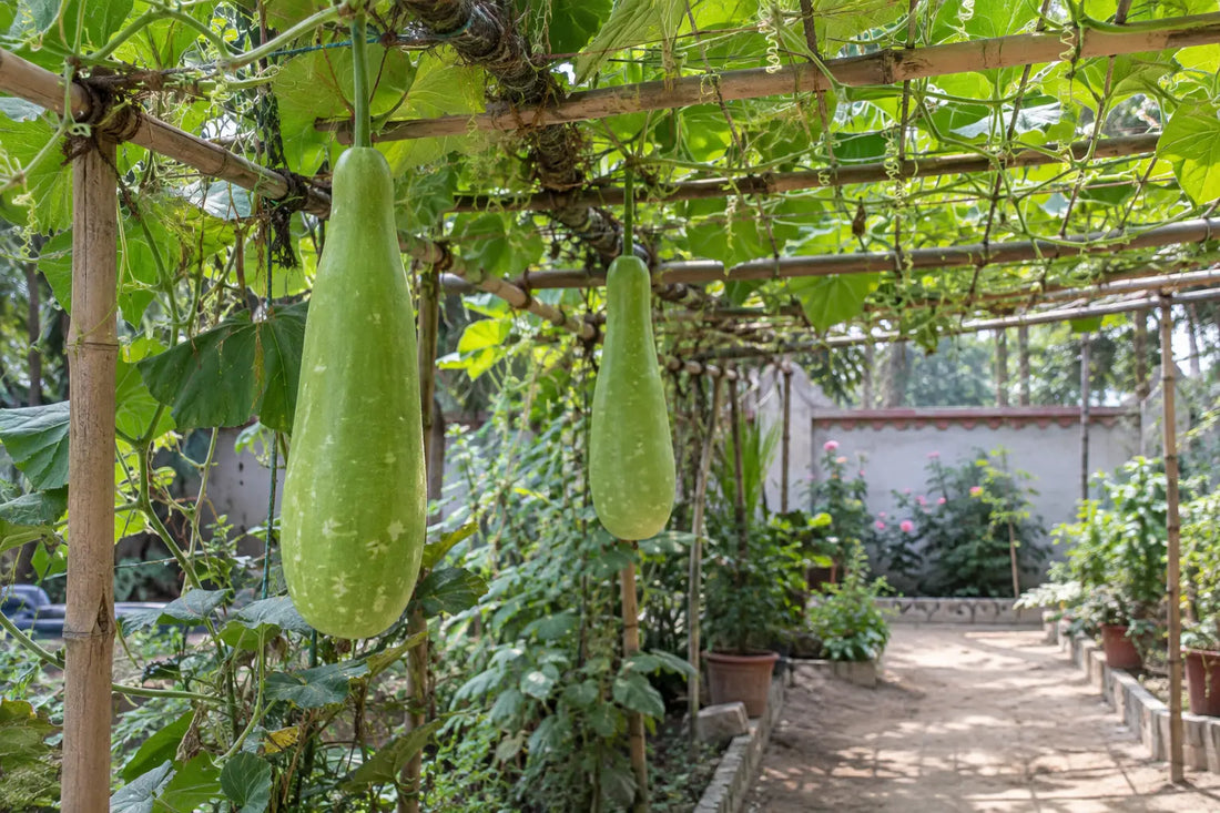 Bottle gourd vines on a bamboo trellis above an accessible garden path
