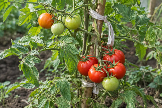 Green and ripening tomatoes on a bamboo-supported plant in a kitchen garden