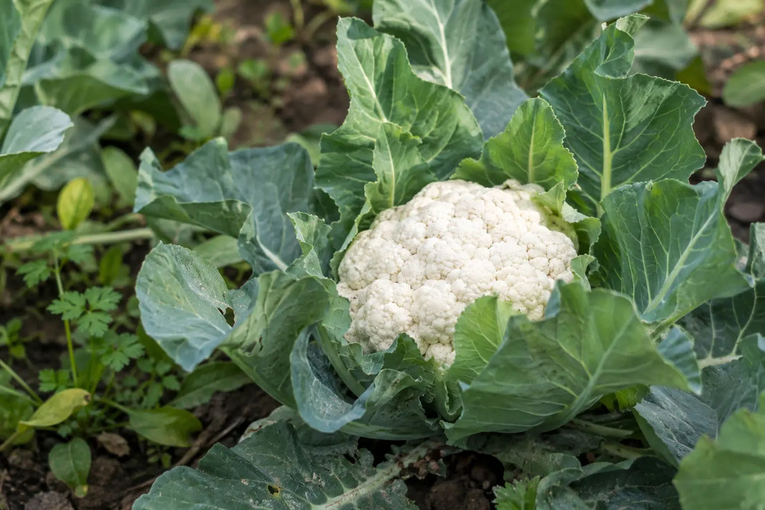 A white phool gobi head developing inside green cauliflower leaves