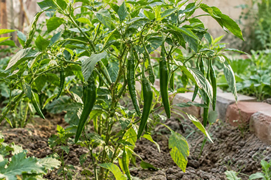 Slender green hari mirch growing beneath chilli plant leaves