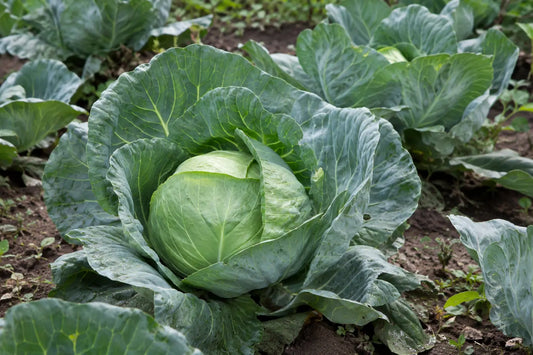 A firm green band gobi head surrounded by outer cabbage leaves