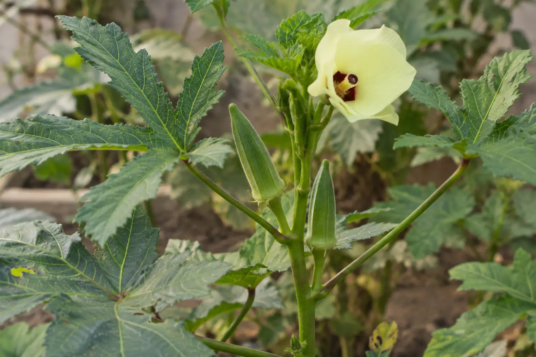 Tender green bhindi pods and a pale yellow flower on an okra plant
