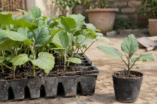 Young brinjal seedlings with broad true leaves in nursery pots