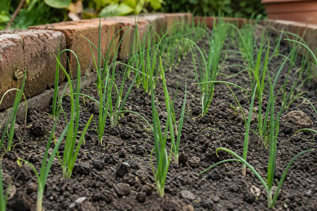 Slender pyaaz seedlings growing in rows in a nursery bed