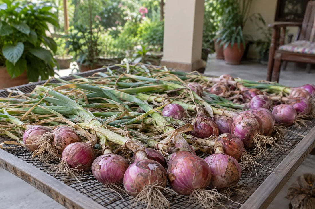 Pink onions curing with their tops attached on a shaded mesh rack