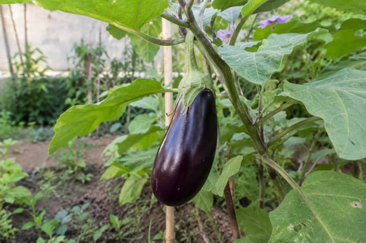 Glossy purple baingan ready for picking beneath brinjal leaves