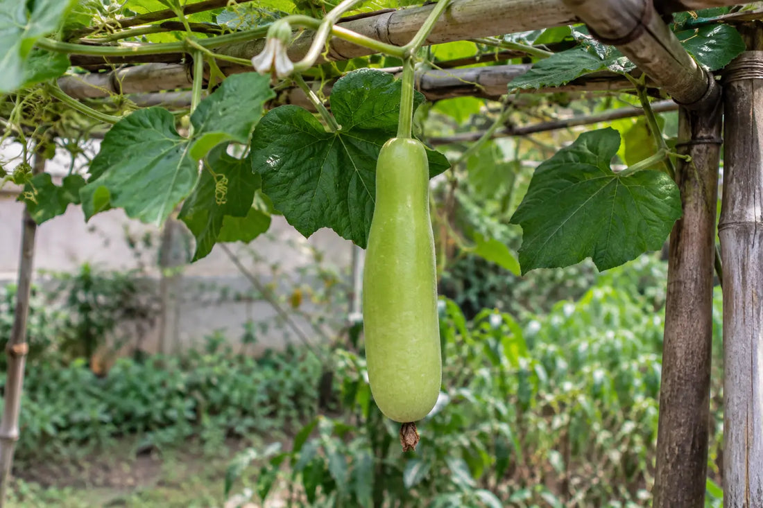 A tender light green lauki hanging from a garden trellis