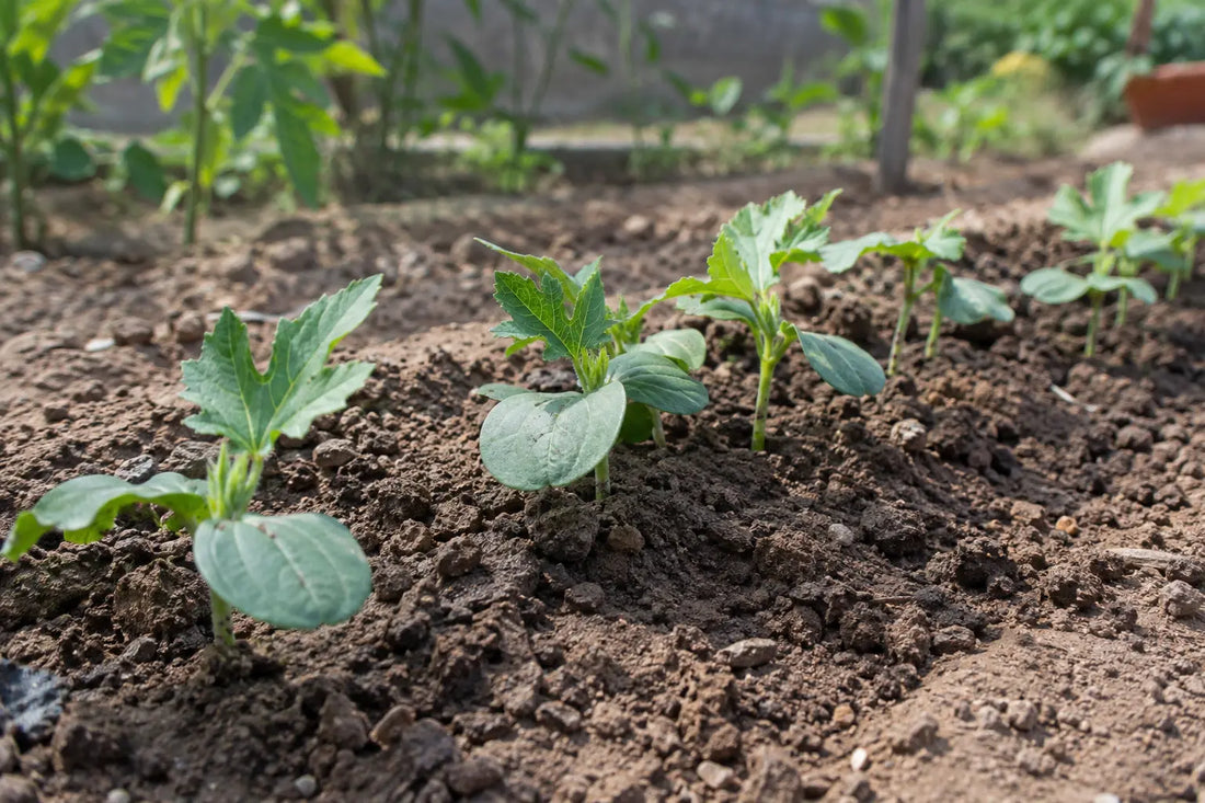 Young bhindi seedlings growing in a row of crumbly garden soil