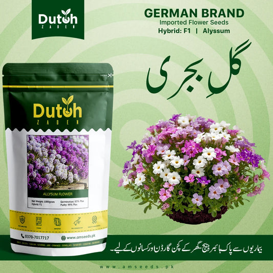 Alyssum Flower seeds, Gul-e-Bajri F1 Hybrid Seeds