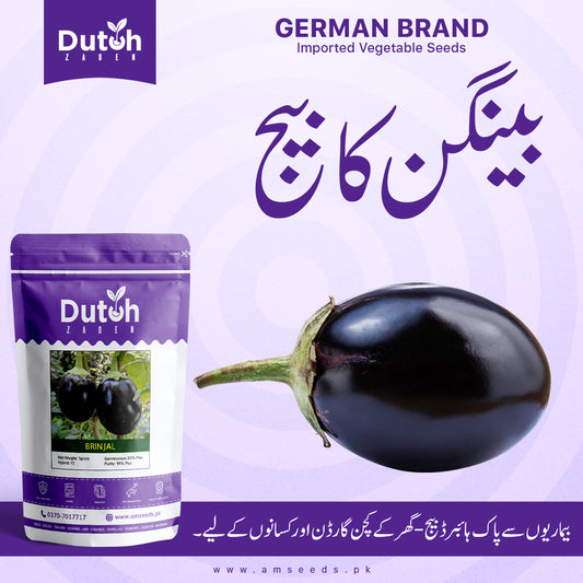 Brinjal Seeds - BLACK EAGLE Variety - بینگن کے بیج - Baingan Ke Beej - Hybrid F1 - Home Gardening