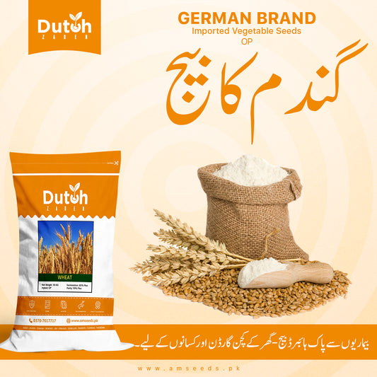 Premium Wheat Seeds (OP) - Gandum - گندم - High Yielding Crop