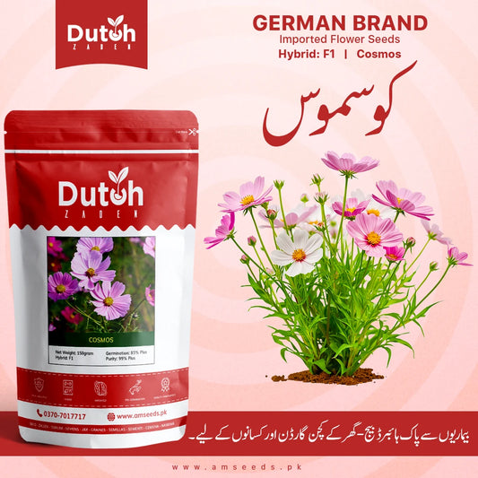 Dutch Zaden Cosmos flower seed pack with pink and white cosmos flowers